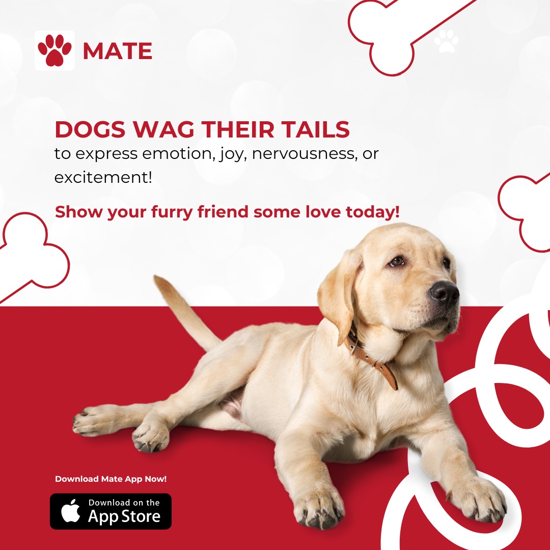 WhatsApp Image 2024-12-13 at 19.05.02_10d16534